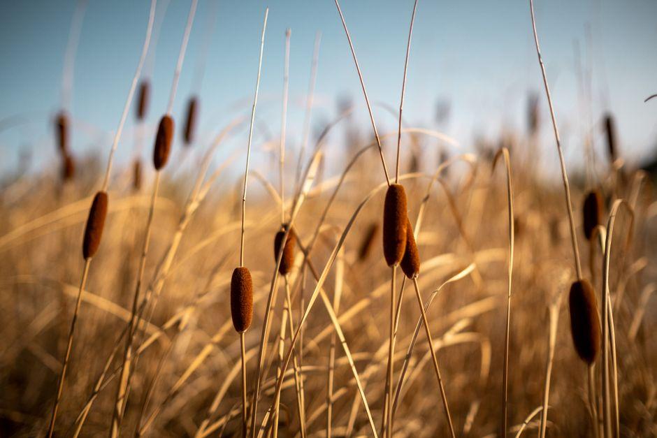 Ballarat and Gold: Understanding the Rushes That Made Victoria